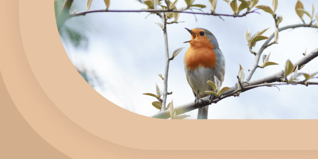 Плейлист Пение птиц