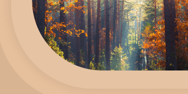 Плейлист Звуки леса