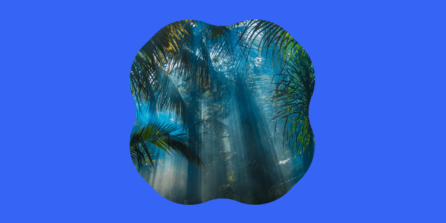 Плейлист Звуки джунглей