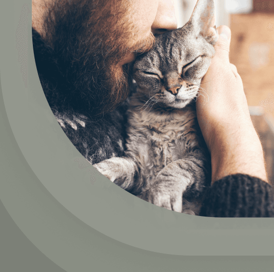 Плейлист Урчание котика